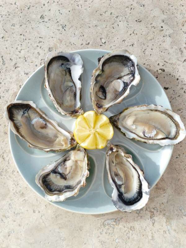 LOT DE 4 ASSIETTES À HUÎTRES SALINS FRANCE – Image 8